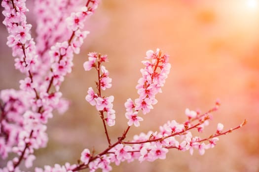 A peach blooms in the spring garden. Beautiful bright pale pink background. A flowering tree branch in selective focus. A dreamy romantic image of spring. Atmospheric natural background.