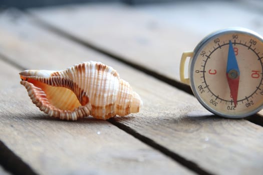 Seashell on a wooden background. Summer time creative concept.