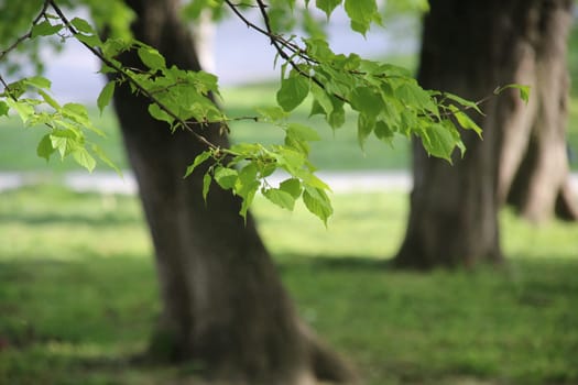 Spring Nature. Beautiful Landscape. Green Grass and Trees.