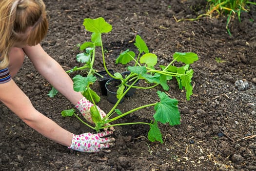 The farmer is planting zucchini in the garden. Selective focus. Nature.