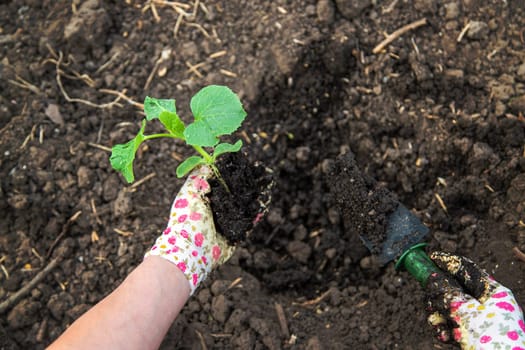 The farmer is planting zucchini in the garden. Selective focus. Nature.