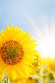 Warm photo of sunflower in agricultural field in full bloom illuminated by sun rays from behind
