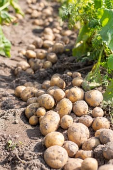 Harvest of potato in the garden