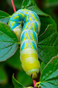 The African death's-head hawkmoth (Acherontia atropos), A nocturnal butterfly caterpillar crawls on the red stem of a plant