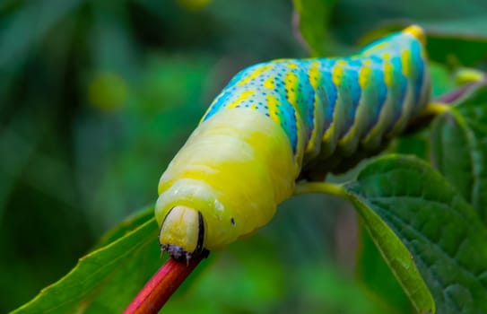 The African death's-head hawkmoth (Acherontia atropos), A nocturnal butterfly caterpillar crawls on the red stem of a plant