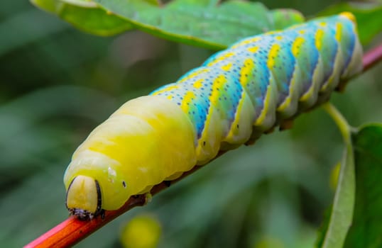 The African death's-head hawkmoth (Acherontia atropos), A nocturnal butterfly caterpillar crawls on the red stem of a plant