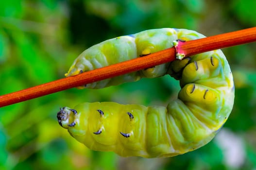 The African death's-head hawkmoth (Acherontia atropos), A nocturnal butterfly caterpillar crawls on the red stem of a plant