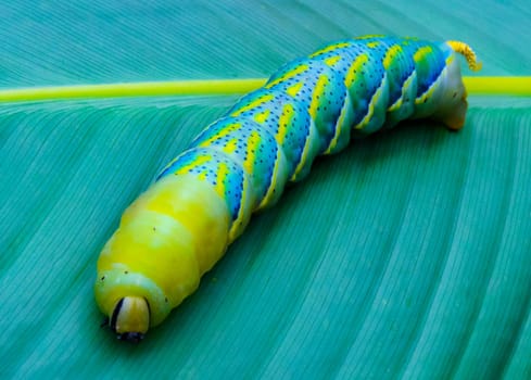 The African death's-head hawkmoth (Acherontia atropos), A butterfly caterpillar crawls on a green leaf