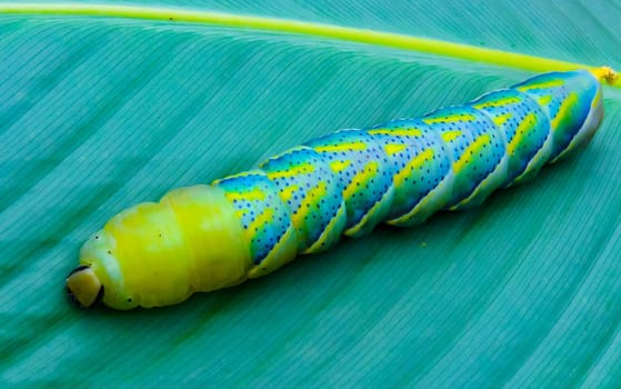 The African death's-head hawkmoth (Acherontia atropos), A butterfly caterpillar crawls on a green leaf