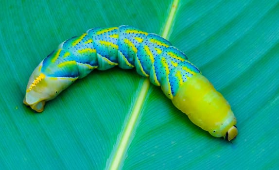 The African death's-head hawkmoth (Acherontia atropos), A butterfly caterpillar crawls on a green leaf