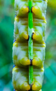 The African death's-head hawkmoth (Acherontia atropos), close-up of legs with claws of the nightjar caterpillar