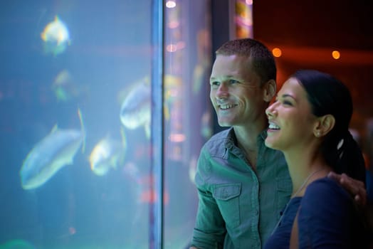 Smile, aquarium and couple looking at fish on vacation, holiday or date together. Happiness, oceanarium and man and woman watching marine life, animals swimming underwater in fishtank and having fun.