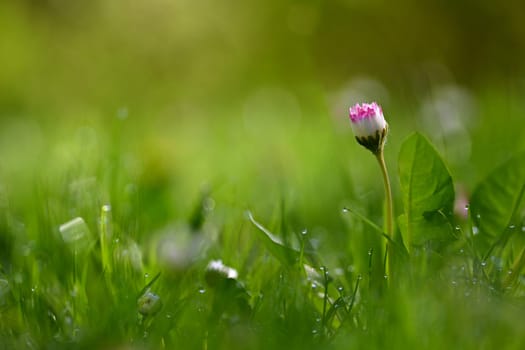 Daisy flower. Beautiful spring background. Nature with flowers in the grass. Morning dew with sunshine in the forest. Concept for ecology and environment