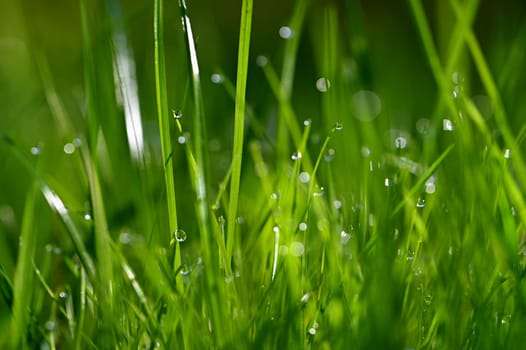 Beautiful nature background with grass and morning dew. Sunbeams of the morning sun with water drops. Concept for nature and environment