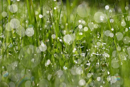 Beautiful nature background with grass and morning dew. Sunbeams of the morning sun with water drops. Concept for nature and environment