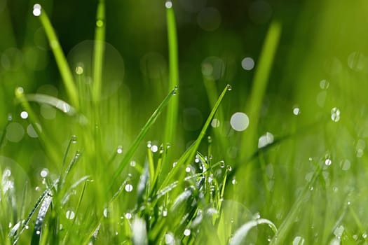 Beautiful nature background with grass and morning dew. Sunbeams of the morning sun with water drops. Concept for nature and environment