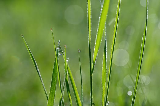 Green nature. Beautiful close up photo of nature. Green grass with dew drops. Colorful spring background with morning sun and natural green plants-ecology, fresh wallpaper.