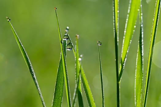 Green nature. Beautiful close up photo of nature. Green grass with dew drops. Colorful spring background with morning sun and natural green plants-ecology, fresh wallpaper.