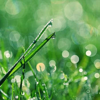 Green nature. Beautiful close up photo of nature. Green grass with dew drops. Colorful spring background with morning sun and natural green plants-ecology, fresh wallpaper.