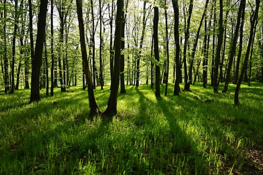 Beautiful green forest in springtime. Nature background with sun.