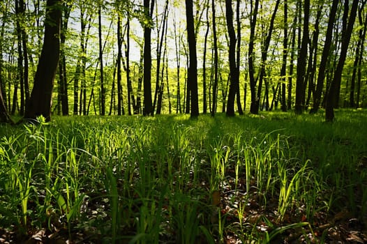 Green nature background. Forest, trees and sun rays. Colorful spring nature background.