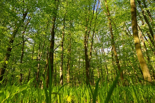 Green nature background. Forest, trees and sun rays. Colorful spring nature background.