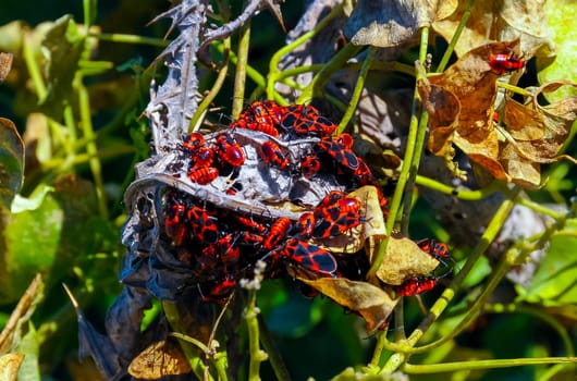 The firebug (Pyrrhocoris apterus), accumulation of bugs on wild vegetation