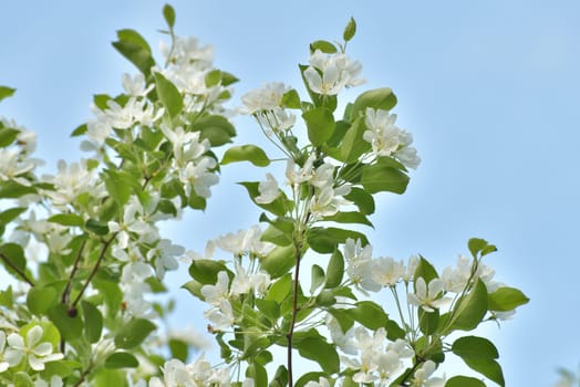 Abundantly flowering pear tree against sky