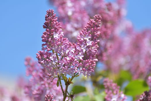 Twig beautiful varietal blooming lilac