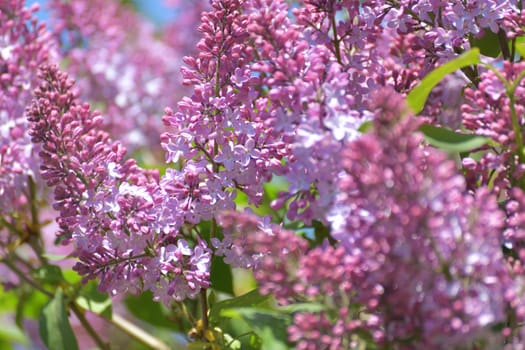 Twig beautiful varietal blooming lilac