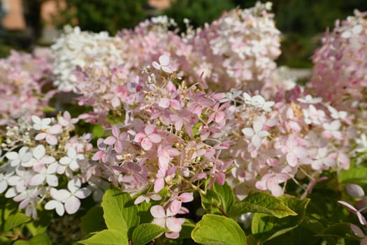 Bush of pink abundantly blooming hydrangea in the garden