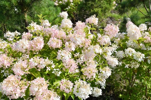 Bush of pink abundantly blooming hydrangea in the garden