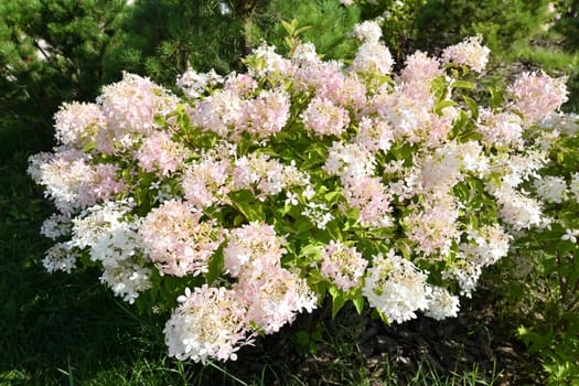 Bush of pink abundantly blooming hydrangea in the garden