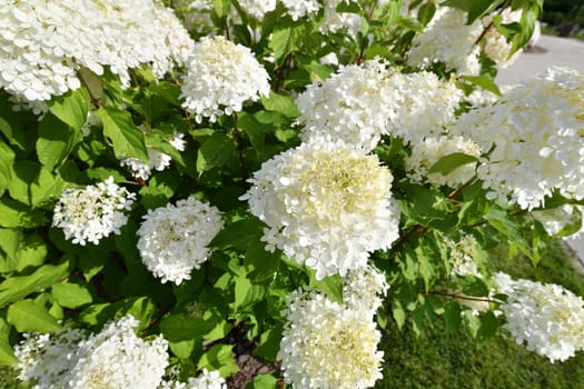 Bush of white abundantly blooming hydrangea in the garden