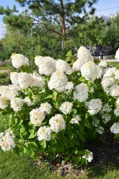 Bush of white abundantly blooming hydrangea in the garden