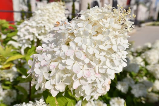 Bush of white abundantly blooming hydrangea in the garden