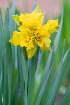 narcissus flower on a green background close-up. photo