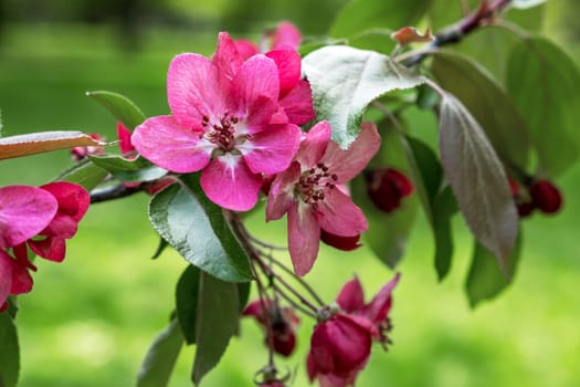 Pink apple tree flowers on a branch in spring. Beauty in nature. Gardening. Selective focus.