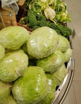 A large pile of fresh white cabbage on the counter in a vegetable supermarket or at the market.