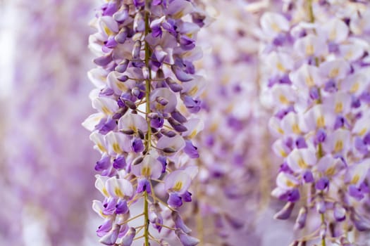 Blooming Wisteria Sinensis with scented classic purple flowersin full bloom in hanging racemes on the wind closeup. Garden with wisteria in spring