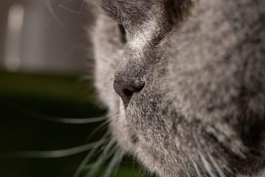Close-up of nose of gray british cat with yellow eyes. Selective focus.