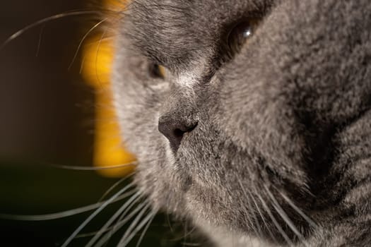 Gray British cat with yellow eyes, looking away, in the sunshine. Close-up, selective focus.