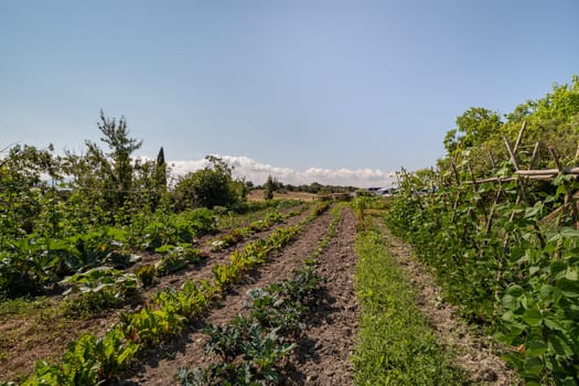 Vegetable home garden with seedlings and young greens. Garden ridges with transparent tent protection of the sun