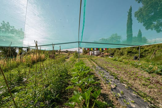 Vegetable home garden with various plants on garden ridges with transparent tent protection of the sun