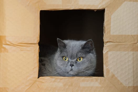 Anxious british cat in a cardboard box. Grey cat lonely seats and looking through the window. Concept of homeless and lonely pets