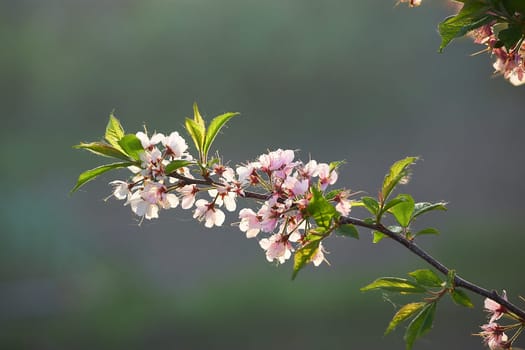 A plum blossom in a spring garden on a blurry background. White pink flowers with green leaves on a branch