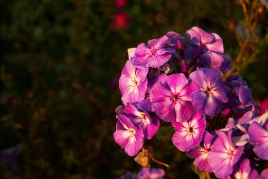 red lilac phlox on a blurred background with dew drops on the petals