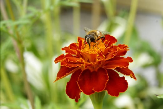 A bee on a bright red saffron flower on a summer day among the greenery