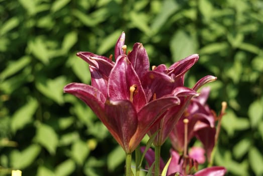 blooming lilac lily in the garden in the afternoon among the greenery