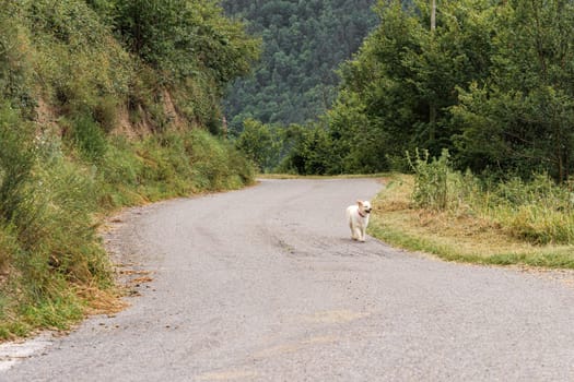 Happy white dog running fast on rural road on summer day with forest around